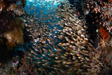 A school of Golden sweepers, Parapriacanthus ransonneti, hover in a reef crevice in Alor,...