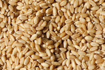 Top view of Grain wheat. Whole grain wheat for background