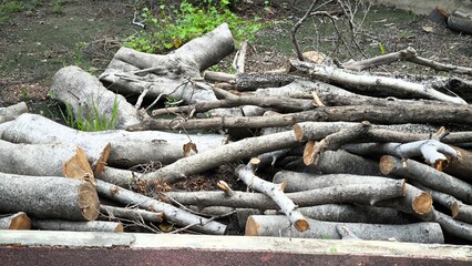Cutting down trees, concept of destroying nature