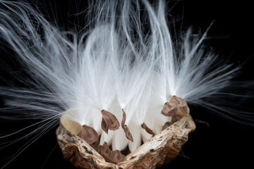 Macro photo of Asclepiadaceae seeds