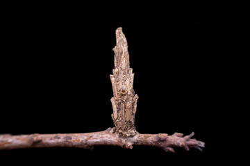 psychid larva in the wild state