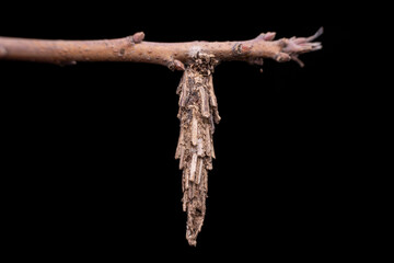 psychid larva in the wild state