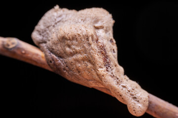 mantis Egg mass in the wild state