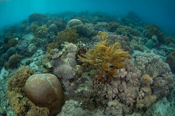 Healthy corals cover a reef slope on a remote island in the Forgotten Islands of Indonesia. This beautiful region harbors extraordinary marine biodiversity.
