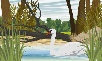 Obraz premium A white swan swims in a pond. Shore of a lake with tall green grass and stones. Realistic vector landscape