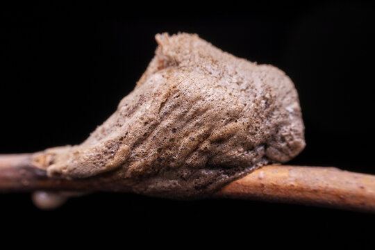 "Natural Enemies" Images – Browse 1,596 Stock Photos, Vectors, and