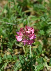 Tige de Sainfoin cultivé (Onobrychis viciifolia) fleurissant dans une pairie verte.