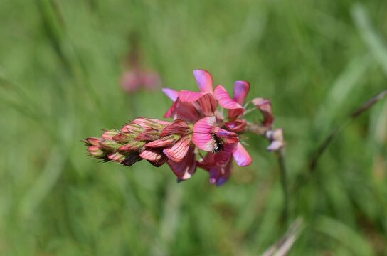 Tige de Sainfoin cultiv&eacute; (Onobrychis viciifolia) fleurissant dans une pairie verte.