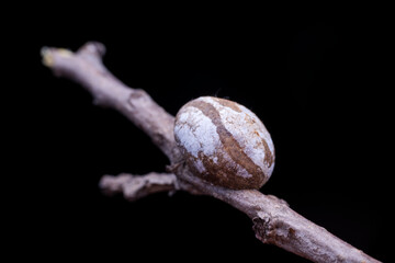Limacodidae cocoon in the wild state