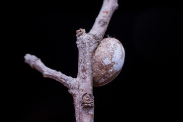 Limacodidae cocoon in the wild state