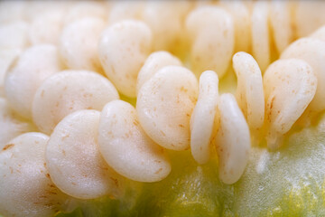Macro photo of pepper seeds