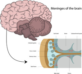 The structure of the brain.