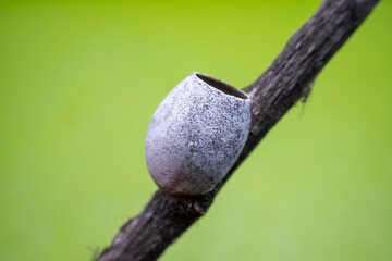 Limacodidae cocoon in the wild state
