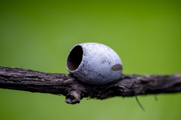 Limacodidae cocoon in the wild state