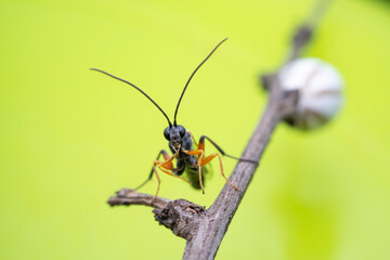 ichneumon flies on Limacodidae cocoon in the wild state