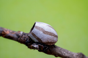 Limacodidae cocoon in the wild state