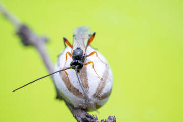 ichneumon flies on Limacodidae cocoon in the wild state