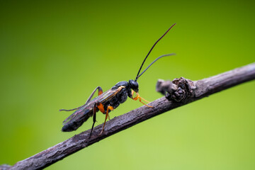 ichneumon flies on Limacodidae cocoon in the wild state