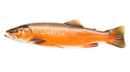 Obraz premium A close-up photo of a whole side of Atlantic salmon, skin on, with a vibrant orange hue and glistening scales