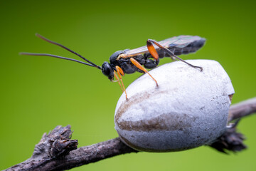 ichneumon flies on Limacodidae cocoon in the wild state