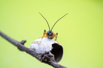 ichneumon flies on Limacodidae cocoon in the wild state