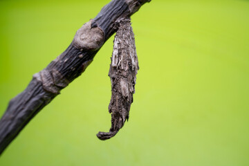 psychid larva in the wild state