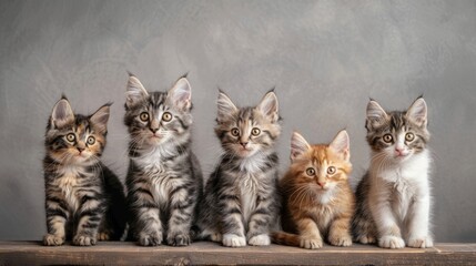 Five adorable kittens sitting in a row, each with unique fur colors and patterns.