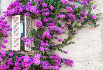 Blooming bouganville flower in summer season