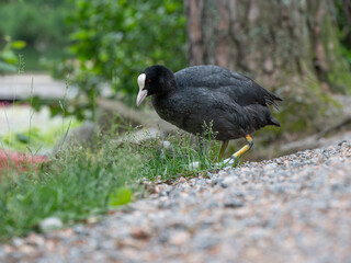 An approaching black coot, its feathers wet, viewed from a ground level perspective.