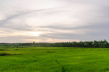 The beautiful atmosphere of rice fields in the morning and evening is used as a background for the scene.