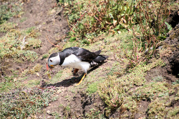 A view of an Atlantic Puffin on Skomer Island
