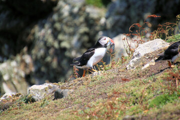 A view of an Atlantic Puffin on Skomer Island