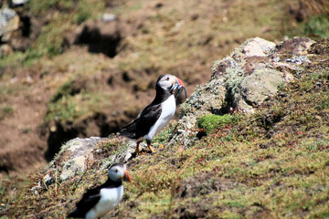 A view of an Atlantic Puffin on Skomer Island