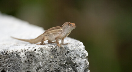 Anole Lizard on Rock in Everglades National Park