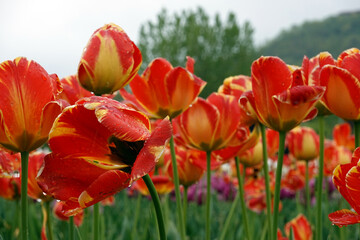 Colorful Tulip field in spring season