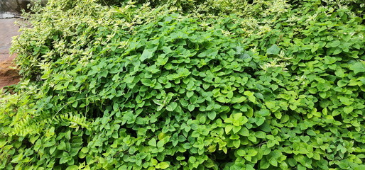 White spotted  on the green leaves of the Ganges Primrose. Asystasia gangetica (L.) T. Anders. A beautiful herbaceous plant and can be used a vegetable. Coromandel is edible flowers. Nature background