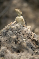 Agame Lizard on a Rock in Everglades National Park