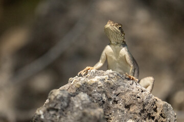 Agame Lizard on a Rock in Everglades National Park