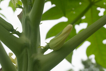 Papaya flowers (Carica papaya L.) 