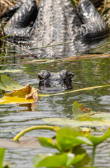 American Alligator in Everglades National Park