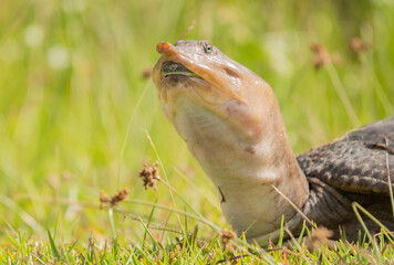 Softshell Turtle in Everglades National Park
