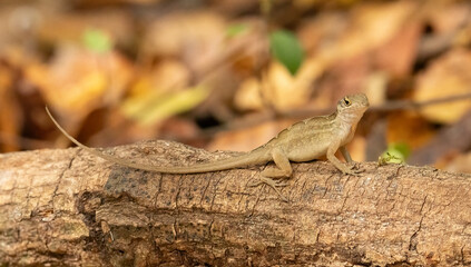 Anole Lizard on Rock in Everglades National Park
