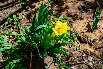 Тюльпан жёлтые