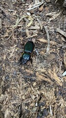 beetle on the ground