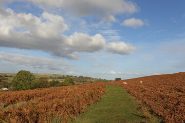 Autumn trees in the Wales countryside.