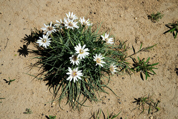 Цветы дикой природы