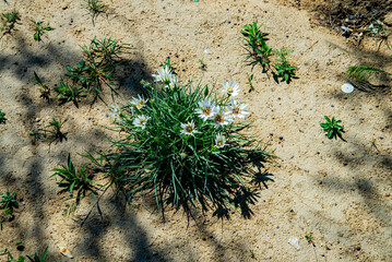 Белые степные цветы