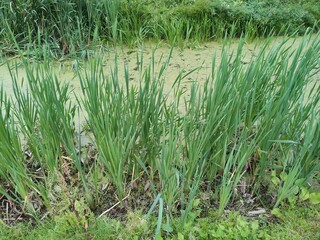 Fototapeta premium Typha latifolia. edible plant