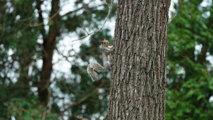 One cute squirrel climbing on the tree in spring 