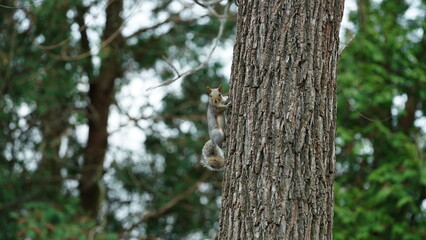 One cute squirrel climbing on the tree in spring 